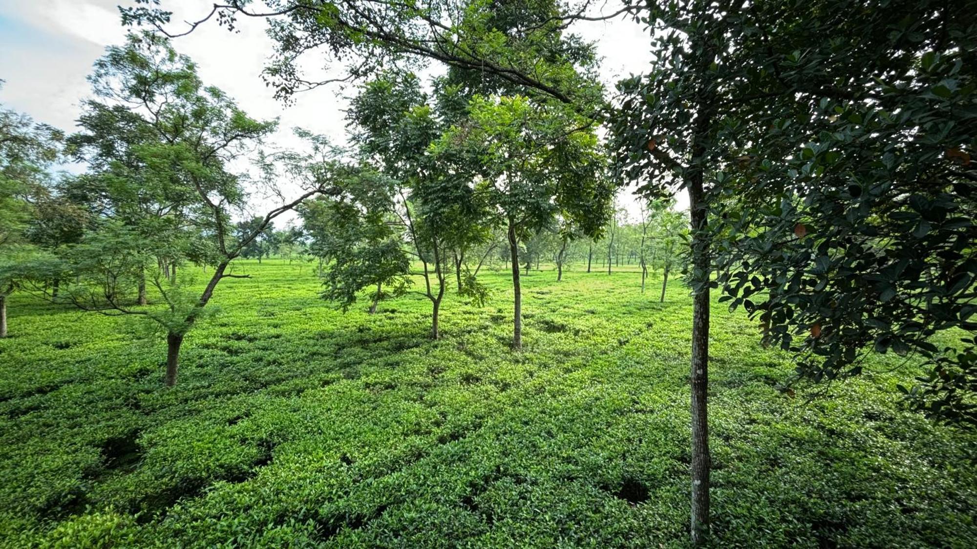 Roots By Mount Olive Homestay