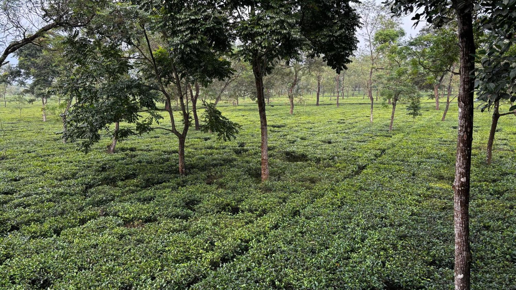 Homestay Roots By Mount Olive Siliguri